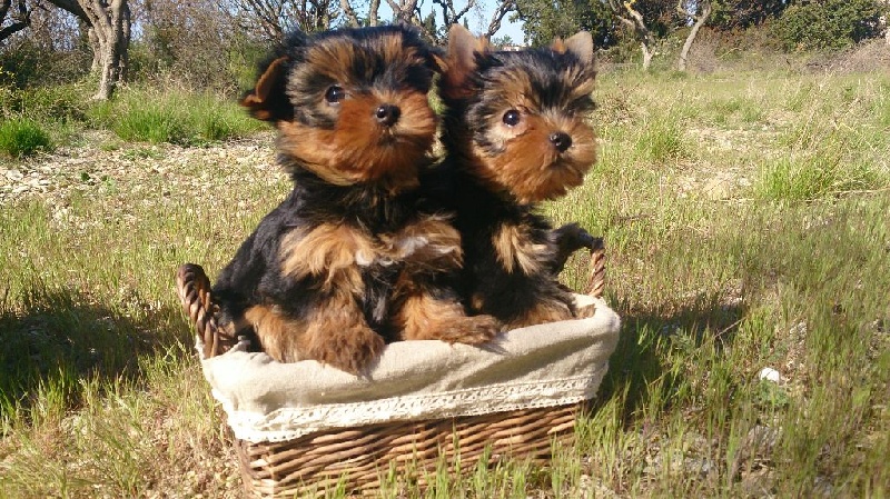 Sparkling Blue Kimberlite - Yorkshire Terrier - Portée née le 28/02/2014
