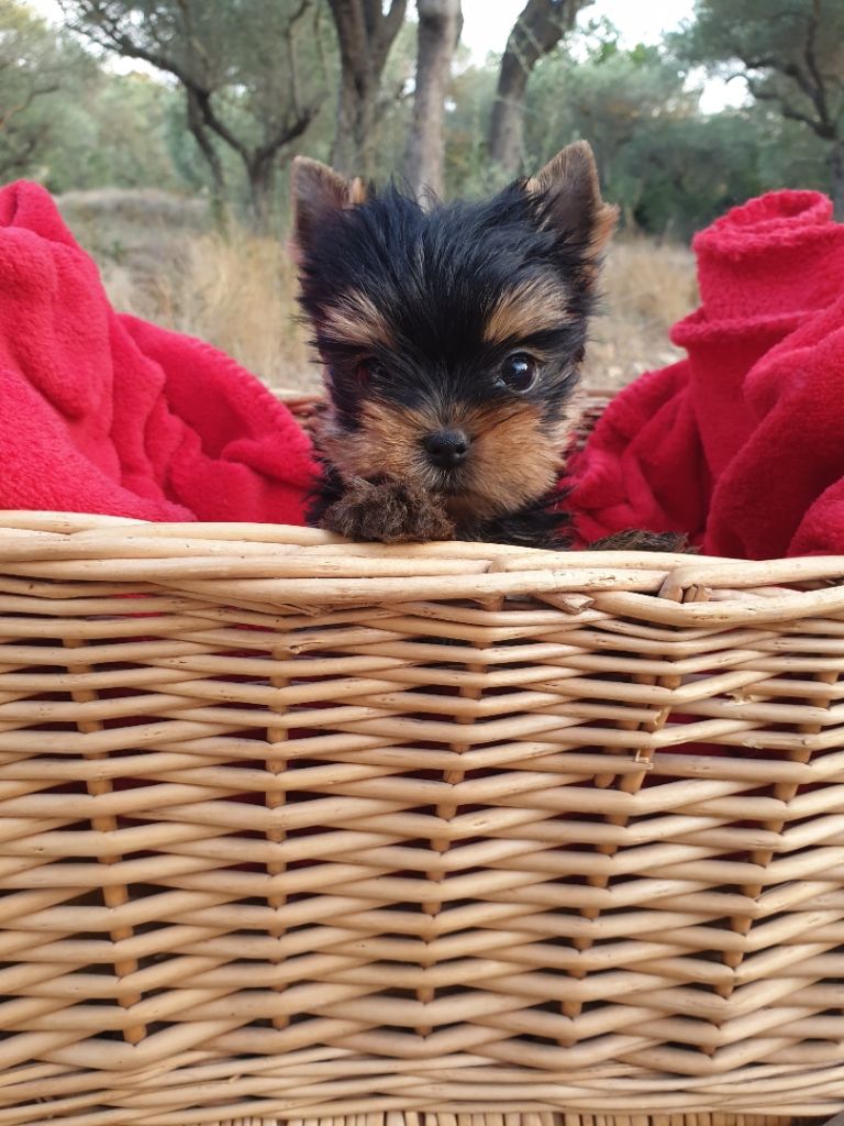 Sparkling Blue Kimberlite - Yorkshire Terrier - Portée née le 12/07/2019
