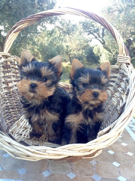 Sparkling Blue Kimberlite - Yorkshire Terrier - Portée née le 26/08/2015