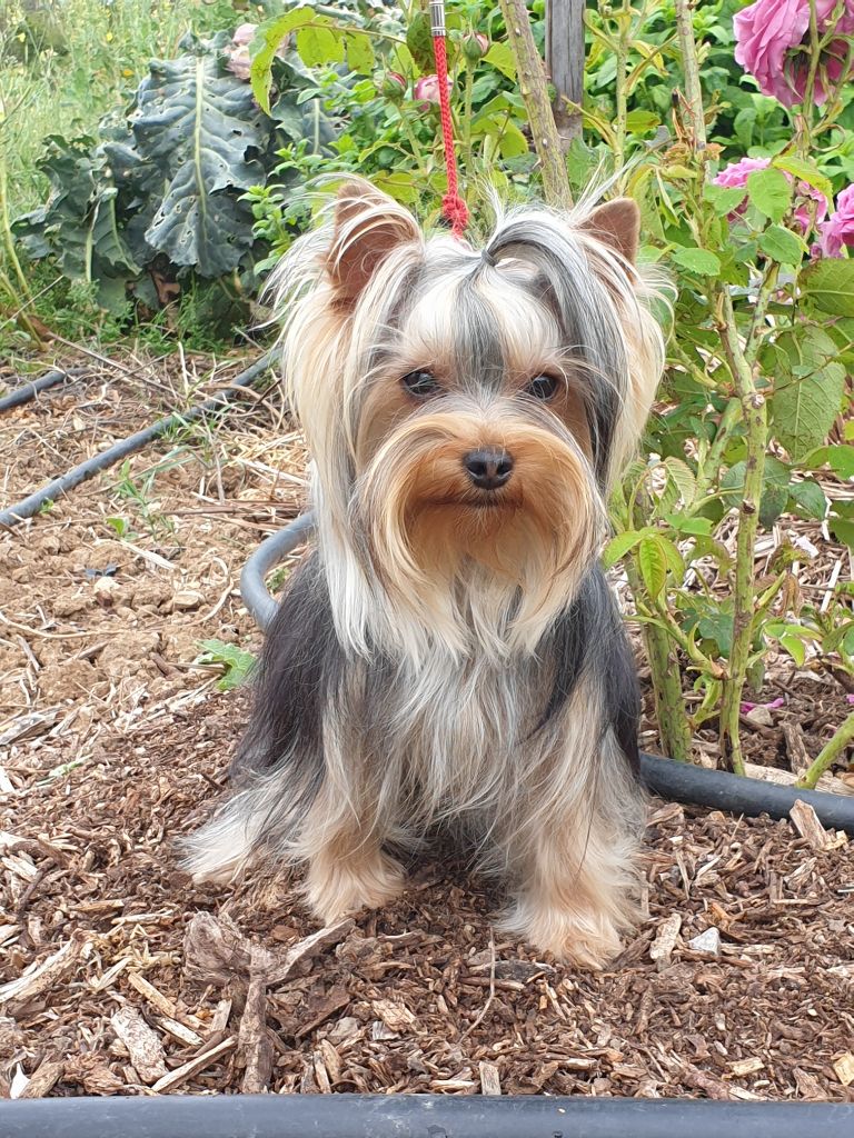 Sparkling Blue Kimberlite - Yorkshire Terrier - Portée née le 22/06/2018