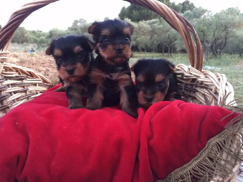 Sparkling Blue Kimberlite - Yorkshire Terrier - Portée née le 05/05/2016