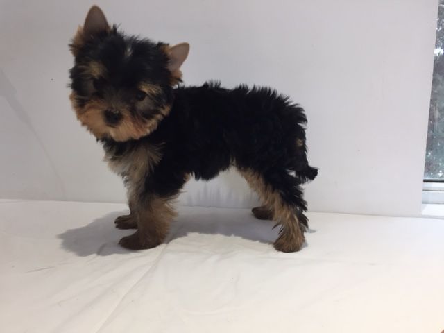Sparkling Blue Kimberlite - Yorkshire Terrier - Portée née le 30/12/2017