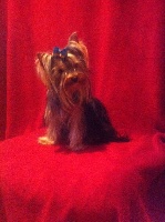 CHIOT